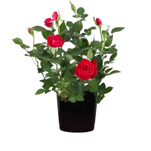 Miniature Rose, Button Rose (Red) Plant in 10 inch Grow Bag