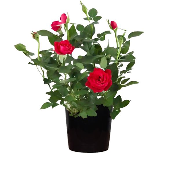 Miniature Rose Red - 6" Pot
