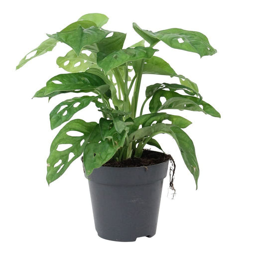 Monstera Adansonii - 4" Pot