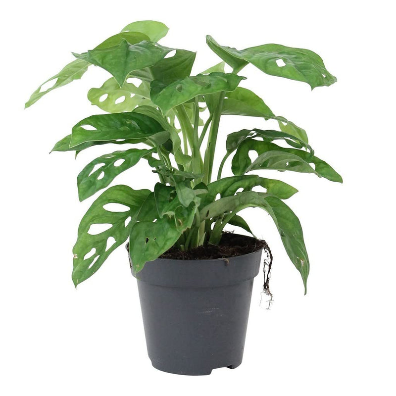 Monstera Adansonii - 5" Pot