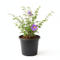King's Mantle - 6" Pot