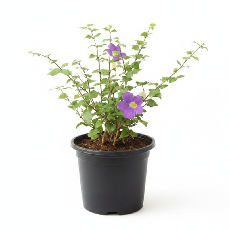 King's Mantle - 6" Pot