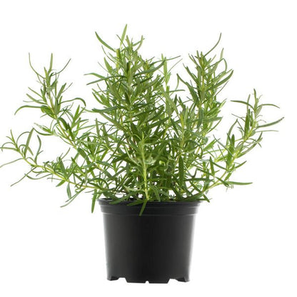 Kitchen Herb Plant Trio