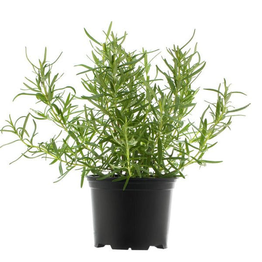 Kitchen Herb Plant Trio