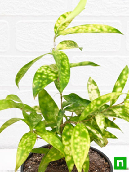 dracaena surculosa aurea - plant