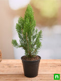 Morpankhi - 6" Pot