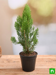 Morpankhi - 6" Pot