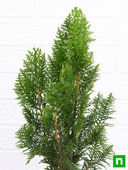 Morpankhi - 10" Pot
