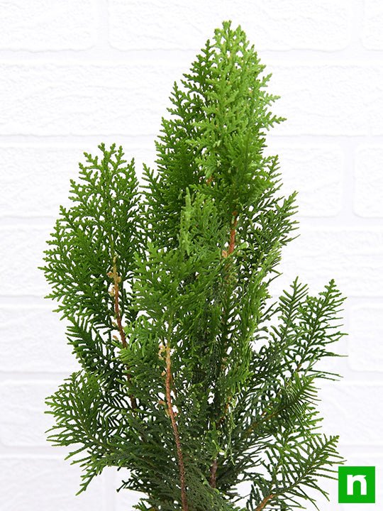 Morpankhi - 10" Pot
