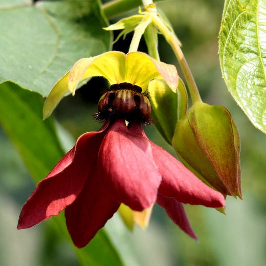 abroma augusta - plant