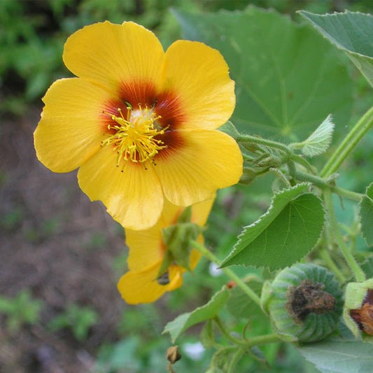 abutilon persicum - plant