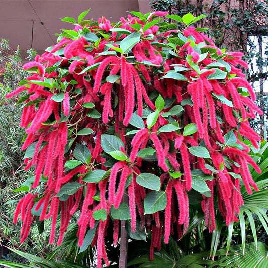 acalypha hispida - plant