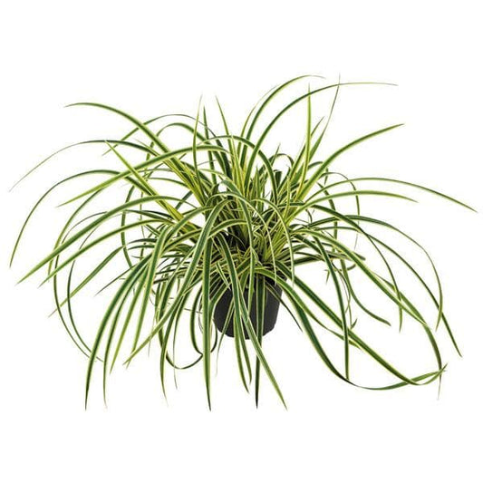 japanese sedge - plant