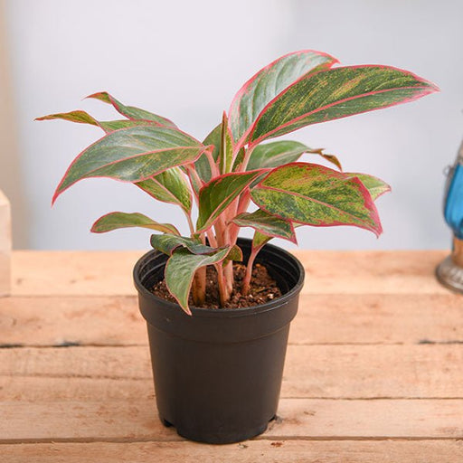 Aglaonema Red Lipstick - 8" Pot