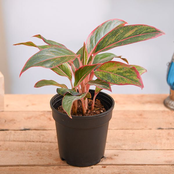 Aglaonema Red Lipstick - 5" Pot