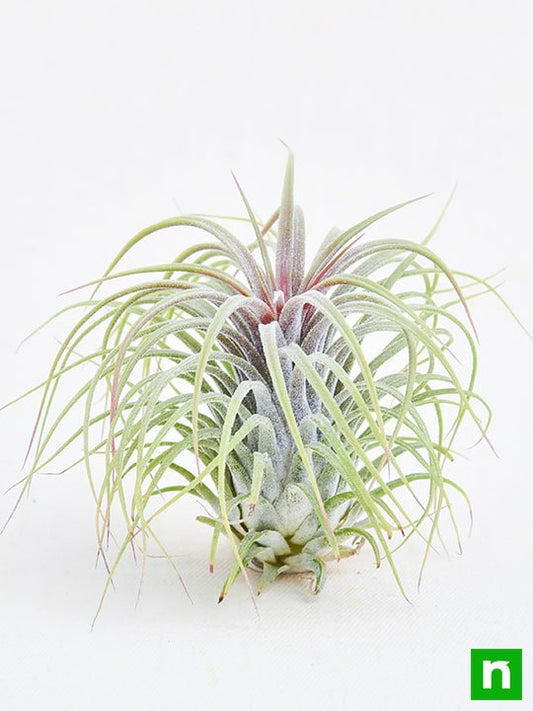 air plant - plant