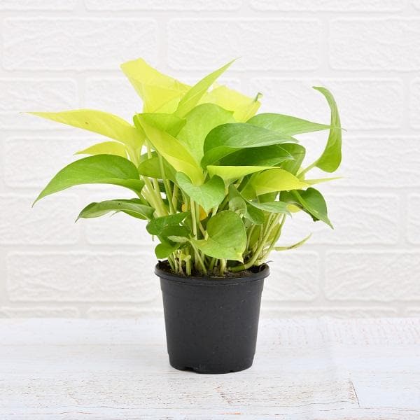 Bedroom Plant Duo for Restful Sleep