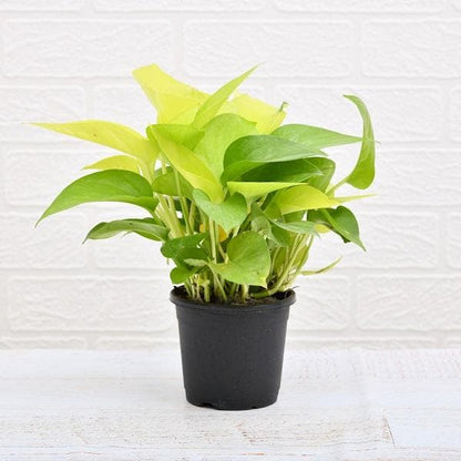 Bedroom Plant Duo for Restful Sleep