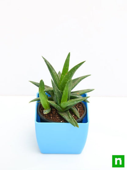 aloe barbadensis vera - plant