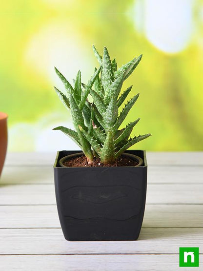 aloe juvenna - plant