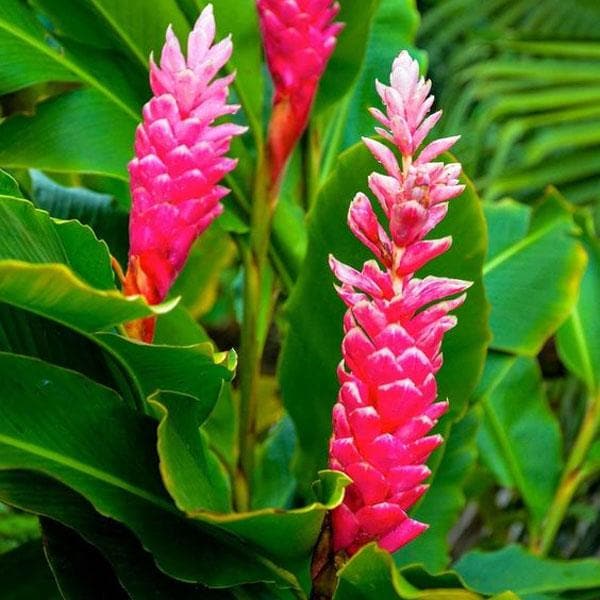 Alpinia Purpurata Red - 5" Pot