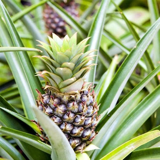 ananas bracteatus striatus - plant