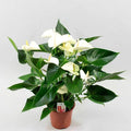 Anthurium White - 4" Pot