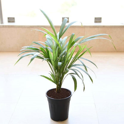 Top 2 Air Purifier Plants Pack