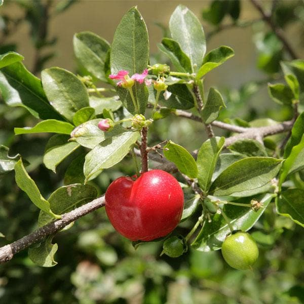 Barbados Cherry - 10" Grow bag