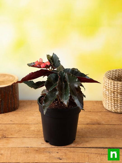 angel wing begonia (any color) - plant
