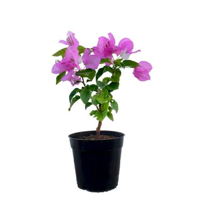 Bougainvillea Dwarf (Pink) - Plant