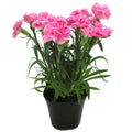 Carnation Pink - 5" Pot