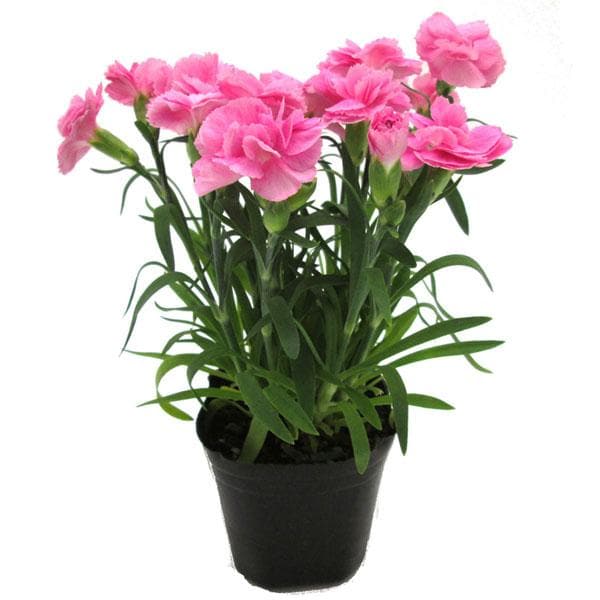 Carnation Pink - 5" Pot