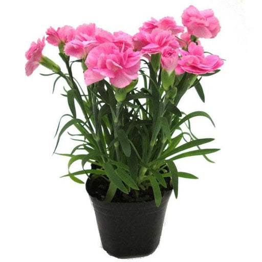 Carnation Mixed - 5" Pot