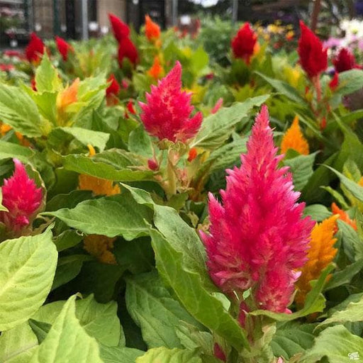 Celosia Plumosa Mixed - 5" Pot