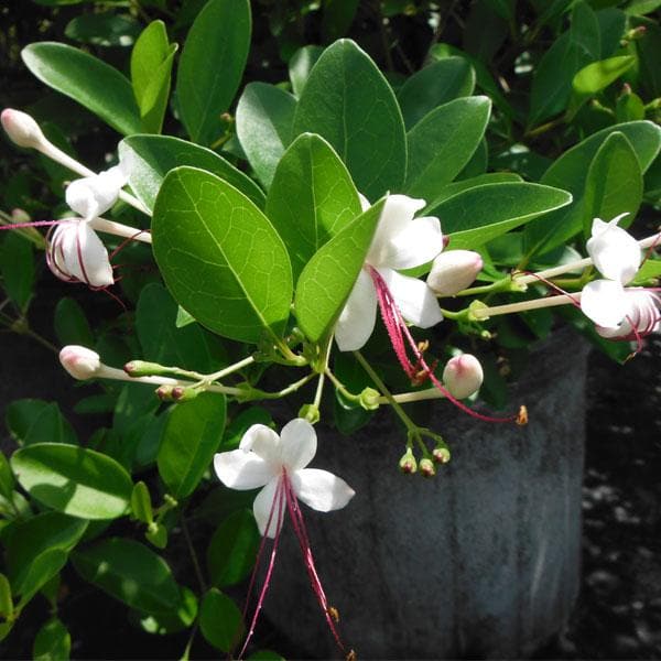 Clerodendrum Inerme White - 6" Grow bag