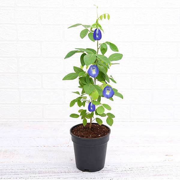 clitoria ternatea 