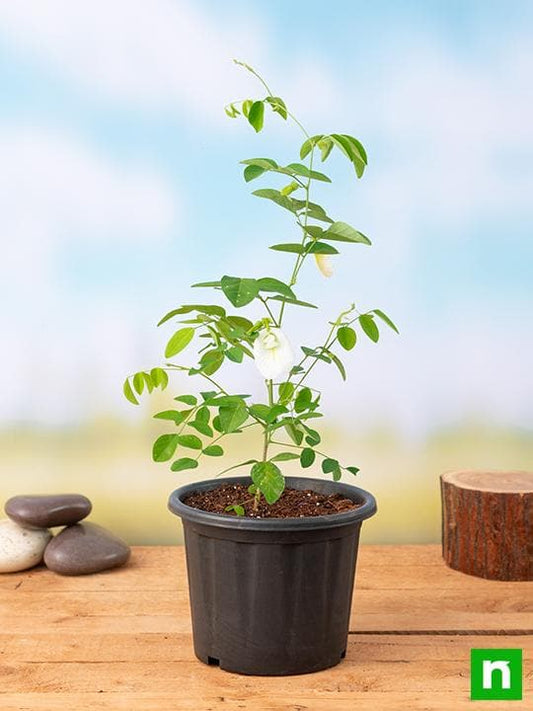 clitoria ternatea - plant