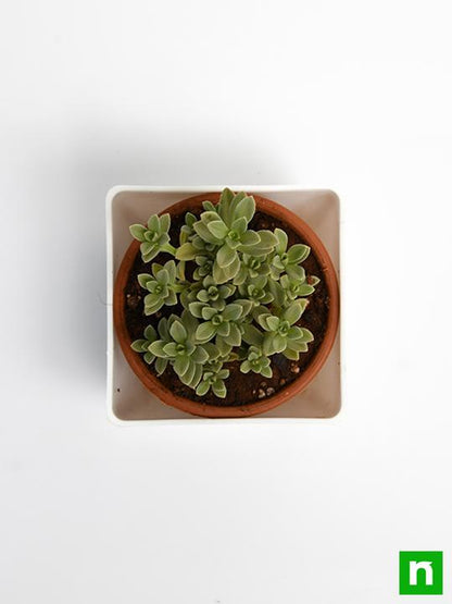 coleus coerulescens - plant