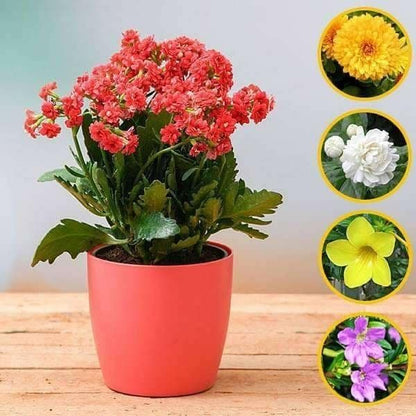 Top 5 Winter Special Flowering Plants