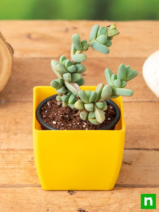 corpuscularia lehmannii - plant