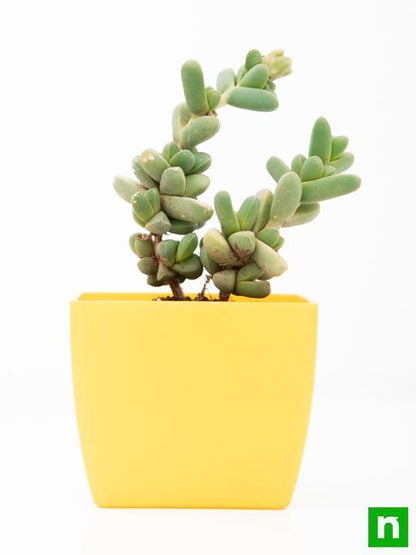 corpuscularia lehmannii - plant
