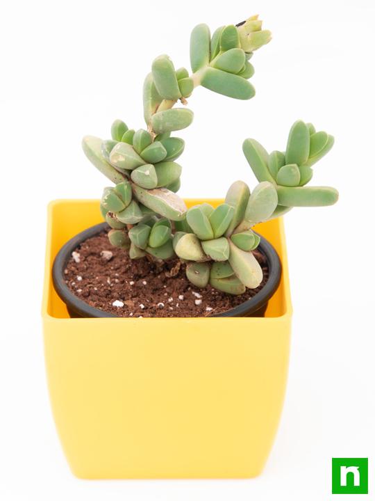 corpuscularia lehmannii - plant