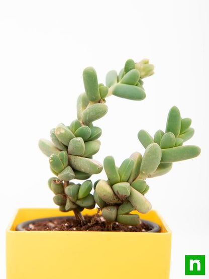 corpuscularia lehmannii - plant