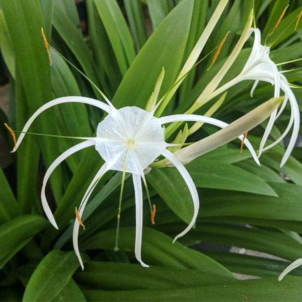 Crinum Lily - 6" Grow bag