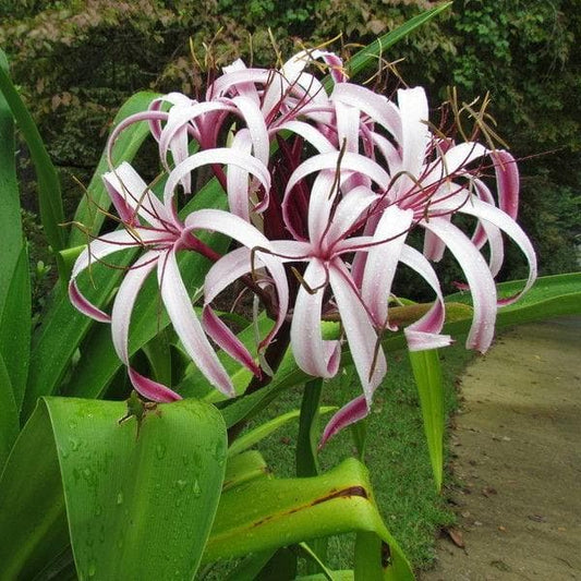 crinum procerum var - plant