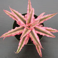 Earth Star - 4" Pot