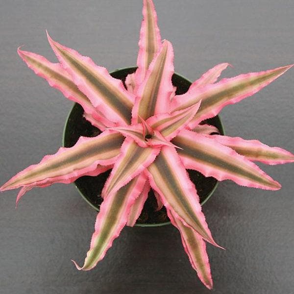 Earth Star - 5" Pot