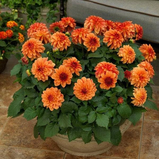 dahlia (orange) - plant