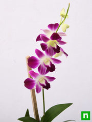 Dendrobium Orchid Mixed - 7" Pot